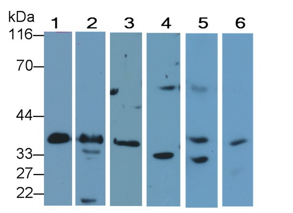 Polyclonal Antibody to Caspase 9 (CASP9)