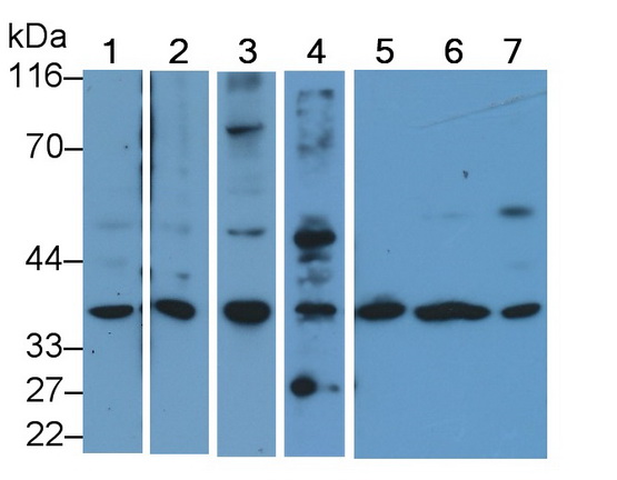 Polyclonal Antibody to Caspase 9 (CASP9)