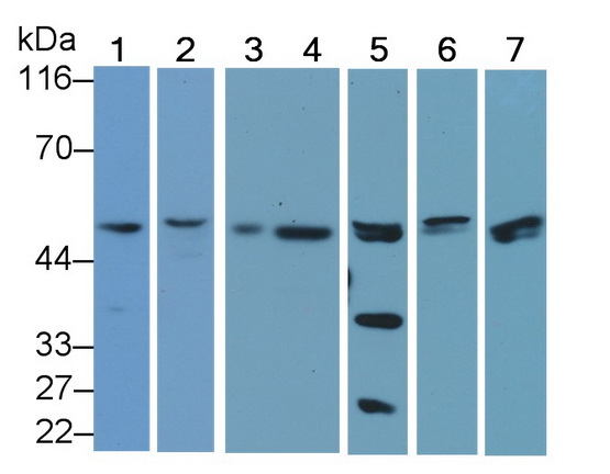 Polyclonal Antibody to Caspase 9 (CASP9)