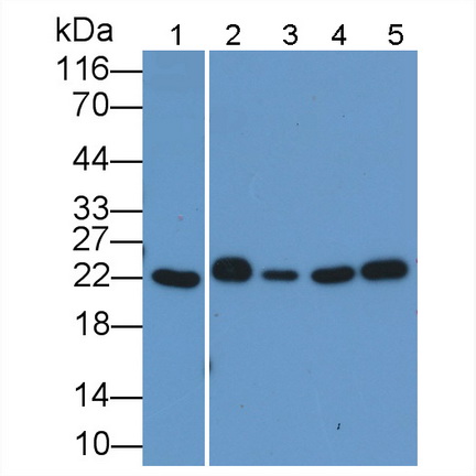 Polyclonal Antibody to BH3 Interacting Domain Death Agonist (Bid)