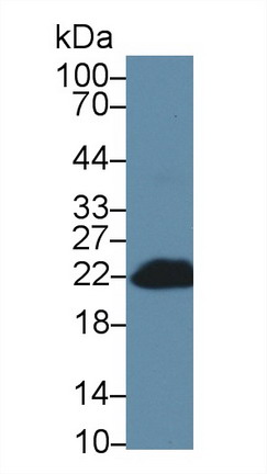 Polyclonal Antibody to BH3 Interacting Domain Death Agonist (Bid)