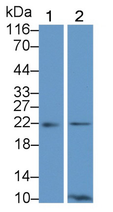 Polyclonal Antibody to BH3 Interacting Domain Death Agonist (Bid)