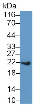 Polyclonal Antibody to BH3 Interacting Domain Death Agonist (Bid)