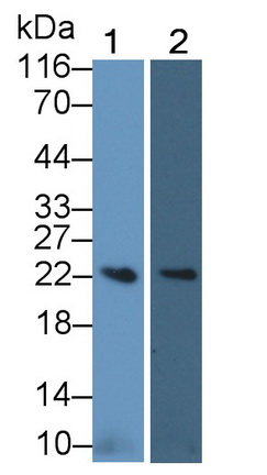 Polyclonal Antibody to BH3 Interacting Domain Death Agonist (Bid)