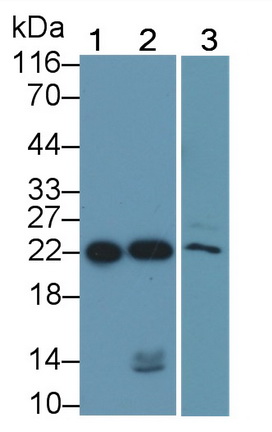 Polyclonal Antibody to BH3 Interacting Domain Death Agonist (Bid)