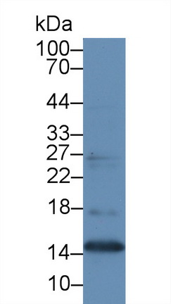 Polyclonal Antibody to Midkine (MK)