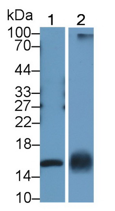 Polyclonal Antibody to Midkine (MK)