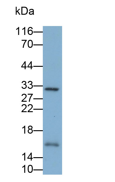 Polyclonal Antibody to Midkine (MK)