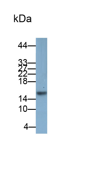 Polyclonal Antibody to Midkine (MK)