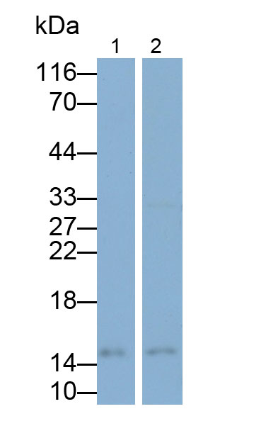 Polyclonal Antibody to Midkine (MK)