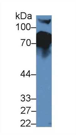 Polyclonal Antibody to Complement Factor H (CFH)