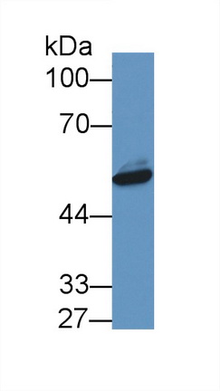 Polyclonal Antibody to Visfatin (VF)