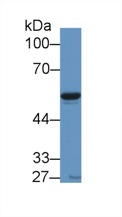 Polyclonal Antibody to Visfatin (VF)