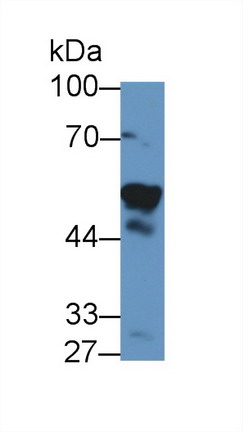 Polyclonal Antibody to Visfatin (VF)