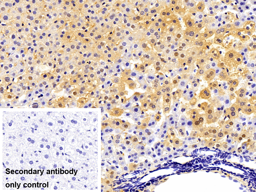 Polyclonal Antibody to Visfatin (VF)