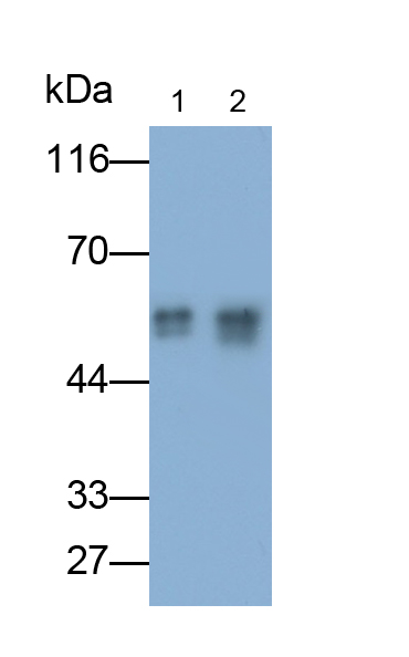 Polyclonal Antibody to Visfatin (VF)