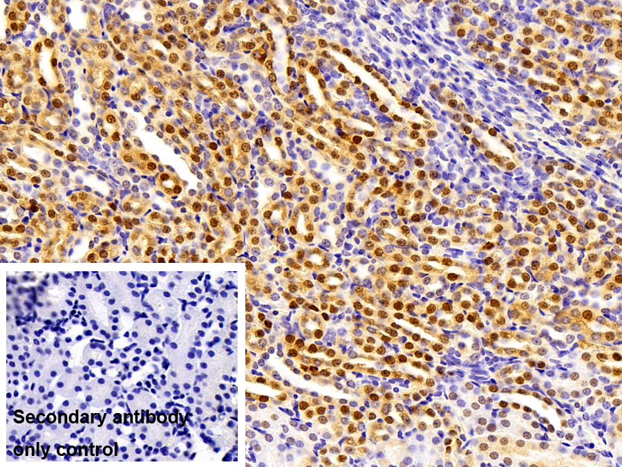 Polyclonal Antibody to Visfatin (VF)