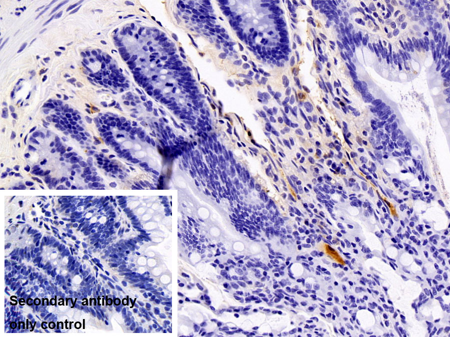 Polyclonal Antibody to Secretory Immunoglobulin A (sIgA)