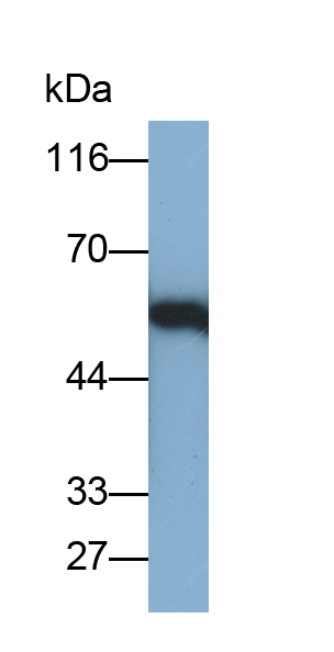 Polyclonal Antibody to Secretory Immunoglobulin A (sIgA)