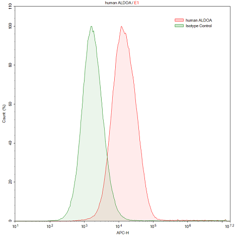 Polyclonal Antibody to Aldolase A, Fructose Bisphosphate (ALDOA)