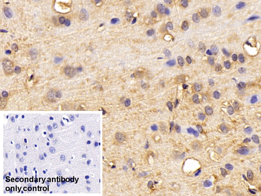 Polyclonal Antibody to Aldolase A, Fructose Bisphosphate (ALDOA)