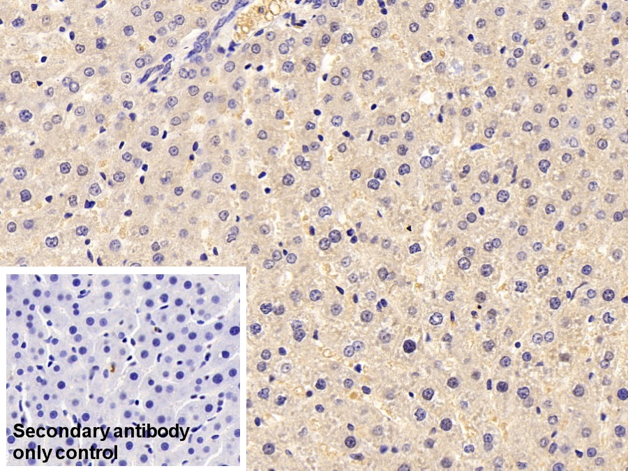 Polyclonal Antibody to Aldolase A, Fructose Bisphosphate (ALDOA)