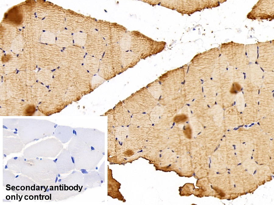 Polyclonal Antibody to Aldolase A, Fructose Bisphosphate (ALDOA)