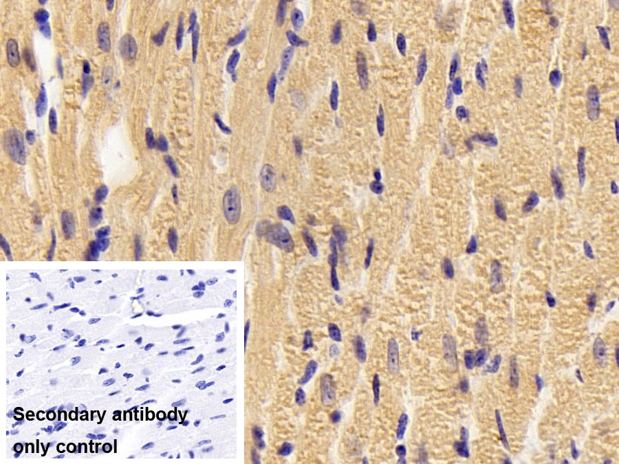 Polyclonal Antibody to Aldolase A, Fructose Bisphosphate (ALDOA)