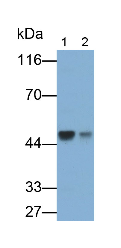 Polyclonal Antibody to CCAAT/Enhancer Binding Protein Alpha (CEBPa)