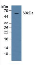 Polyclonal Antibody to Bone Morphogenetic Protein 6 (BMP6)