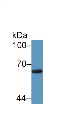 Polyclonal Antibody to Mothers Against Decapentaplegic Homolog 1 (Smad1)