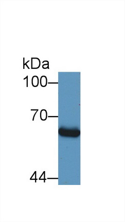 Polyclonal Antibody to Mothers Against Decapentaplegic Homolog 1 (Smad1)