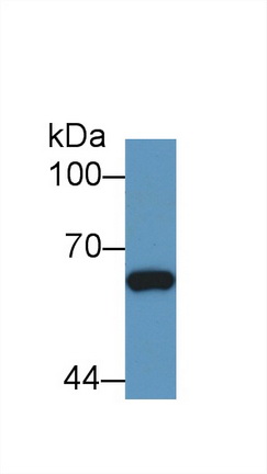 Polyclonal Antibody to Mothers Against Decapentaplegic Homolog 1 (Smad1)