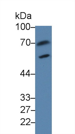 Polyclonal Antibody to Mothers Against Decapentaplegic Homolog 1 (Smad1)