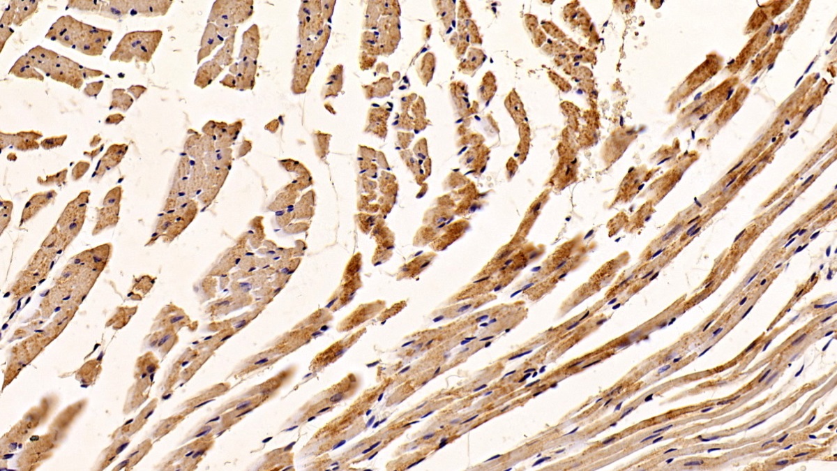 Polyclonal Antibody to Complement component 1 Q subcomponent-binding protein, mitochondrial (C1QBP)