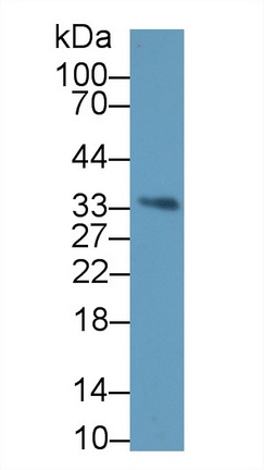 Polyclonal Antibody to Complement component 1 Q subcomponent-binding protein, mitochondrial (C1QBP)