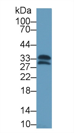 Polyclonal Antibody to Complement component 1 Q subcomponent-binding protein, mitochondrial (C1QBP)