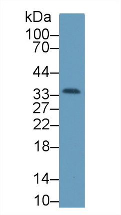 Polyclonal Antibody to Complement component 1 Q subcomponent-binding protein, mitochondrial (C1QBP)