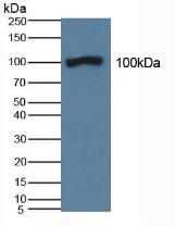 Polyclonal Antibody to Amiloride Binding Protein 1 (ABP1)