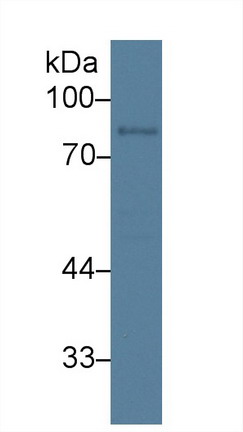 Polyclonal Antibody to Amiloride Binding Protein 1 (ABP1)