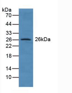 Polyclonal Antibody to Glutathione S Transferase A4 (GSTA4)