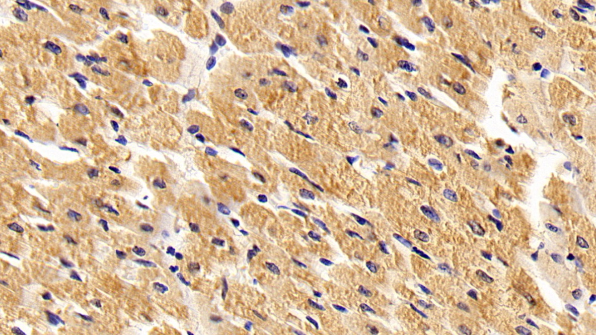 Polyclonal Antibody to Toll Like Receptor 2 (TLR2)