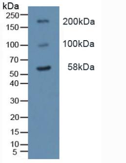 Polyclonal Antibody to Toll Like Receptor 2 (TLR2)