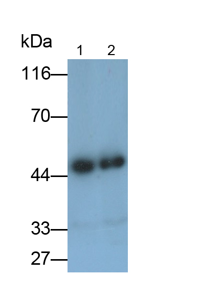 Polyclonal Antibody to Tachykinin Receptor 3 (TACR3)