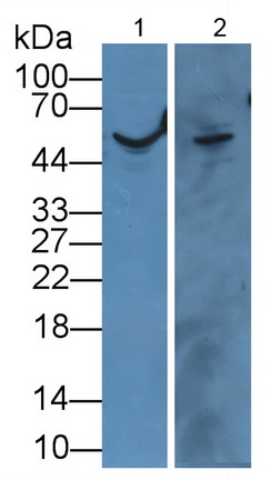 Polyclonal Antibody to Angiopoietin 4 (ANGPT4)