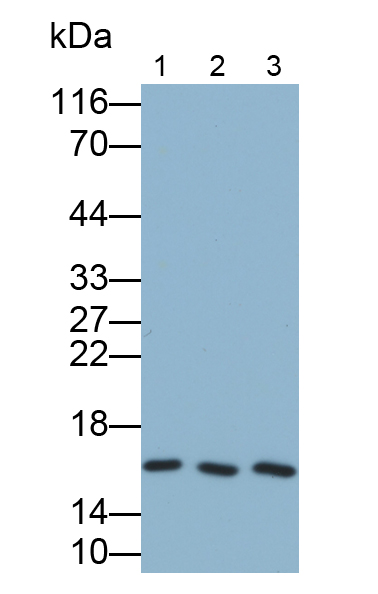 Polyclonal Antibody to Angiopoietin 4 (ANGPT4)