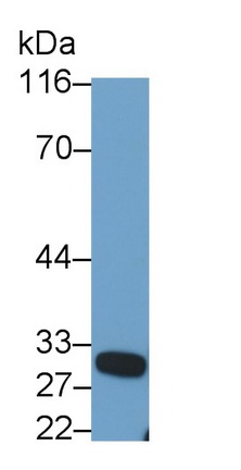 Polyclonal Antibody to Kallikrein 11 (KLK11)