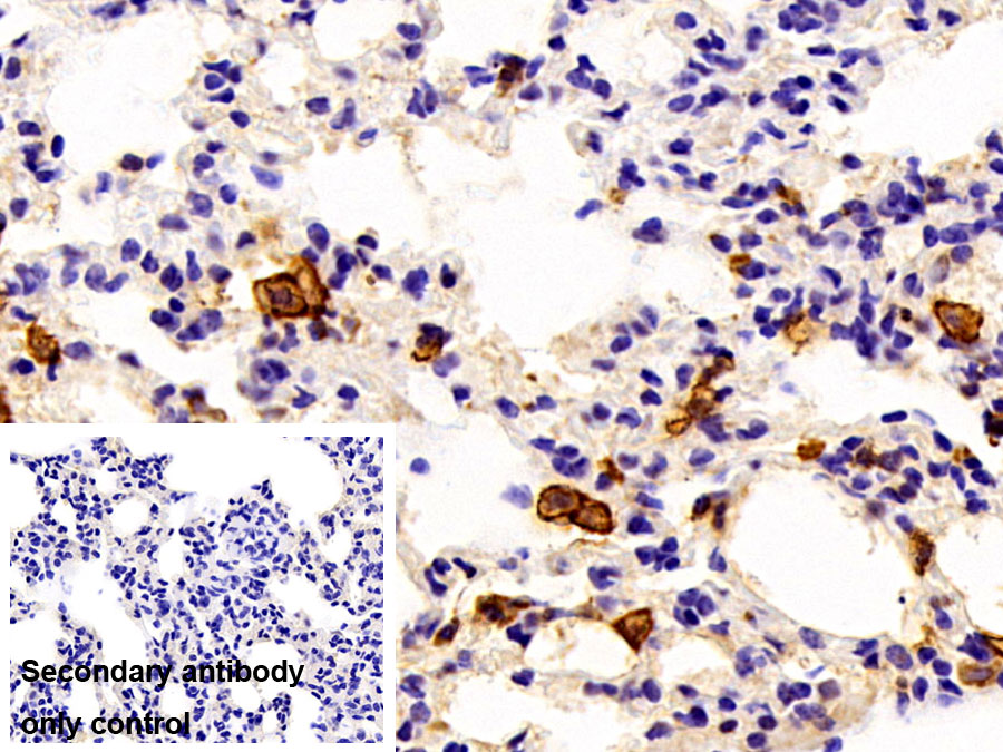 Polyclonal Antibody to Homing Associated Cell Adhesion Molecule (HCAM)