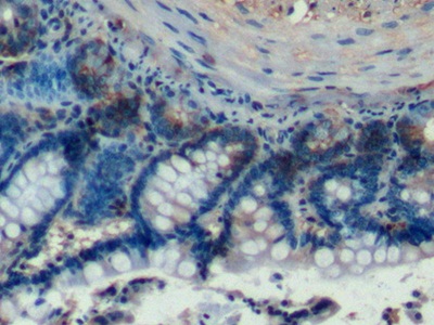 Polyclonal Antibody to Homing Associated Cell Adhesion Molecule (HCAM)