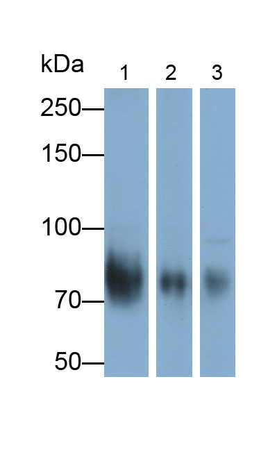 Polyclonal Antibody to Homing Associated Cell Adhesion Molecule (HCAM)